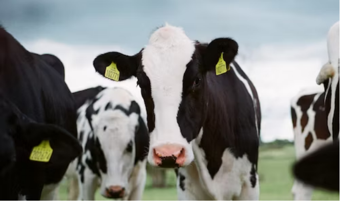 Cows