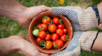 Bowl of tomatoes